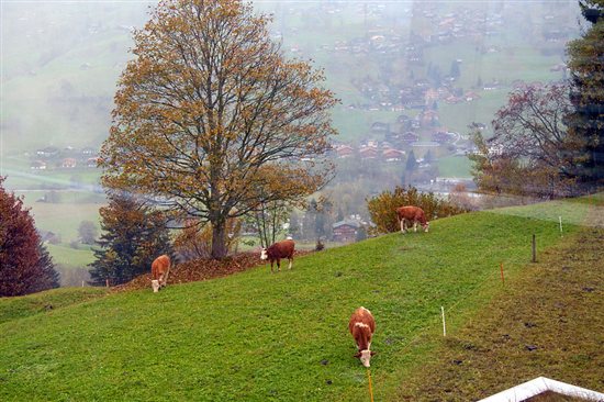 Swiss cows